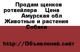 Продам щенков ротвейлера. › Цена ­ 10 000 - Амурская обл. Животные и растения » Собаки   